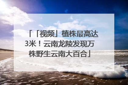 「视频」植株最高达3米！云南龙陵发现万株野生云南大百合