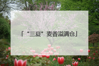 “三夏”麦香溢满仓