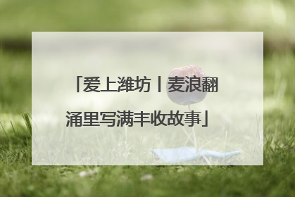 爱上潍坊丨麦浪翻涌里写满丰收故事