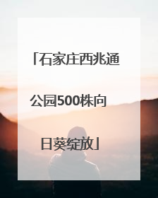 石家庄西兆通公园500株向日葵绽放