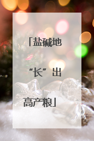 盐碱地“长”出高产粮