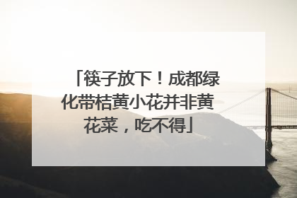 筷子放下！成都绿化带桔黄小花并非黄花菜，吃不得