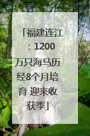 福建连江：1200万只海马历经8个月培育 迎来收获季