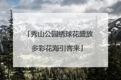秀山公园绣球花盛放 多彩花海引客来