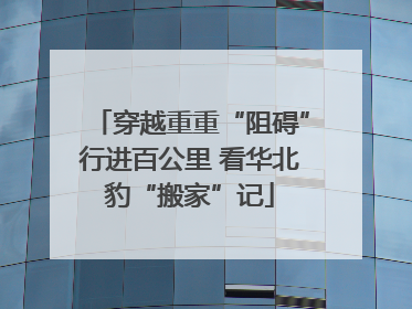 穿越重重“阻碍”行进百公里 看华北豹“搬家”记