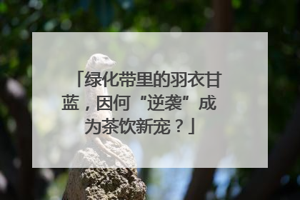 绿化带里的羽衣甘蓝，因何“逆袭”成为茶饮新宠？