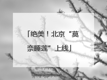 绝美！北京“莫奈睡莲”上线