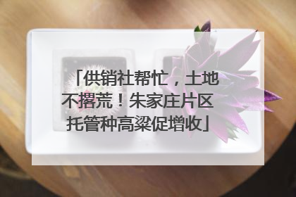 供销社帮忙，土地不撂荒！朱家庄片区托管种高粱促增收