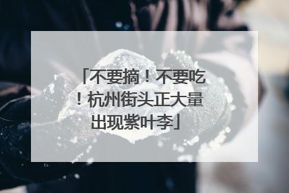 不要摘！不要吃！杭州街头正大量出现紫叶李