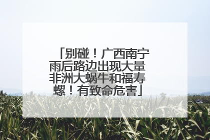 别碰！广西南宁雨后路边出现大量非洲大蜗牛和福寿螺！有致命危害