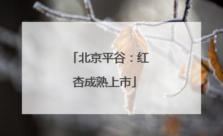 北京平谷：红杏成熟上市