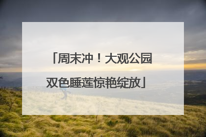 周末冲！大观公园双色睡莲惊艳绽放