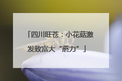 四川旺苍：小花菇激发致富大“蘑力”
