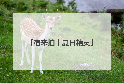 宿来拍丨夏日精灵
