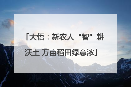 大悟：新农人“智”耕沃土 万亩稻田绿意浓