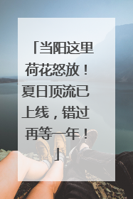 当阳这里荷花怒放！夏日顶流已上线，错过再等一年！
