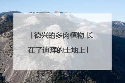 德兴的多肉植物 长在了迪拜的土地上