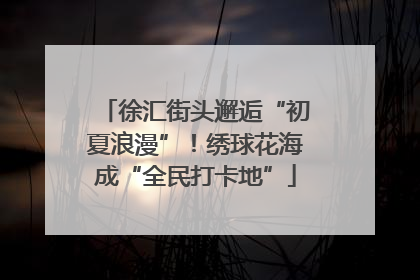 徐汇街头邂逅“初夏浪漫”！绣球花海成“全民打卡地”