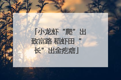 小龙虾“爬”出致富路 稻虾田“长”出金疙瘩