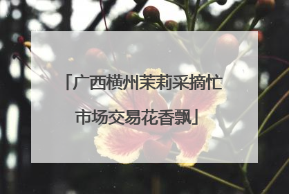 广西横州茉莉采摘忙 市场交易花香飘
