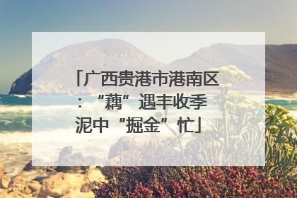 广西贵港市港南区：“藕”遇丰收季 泥中“掘金”忙
