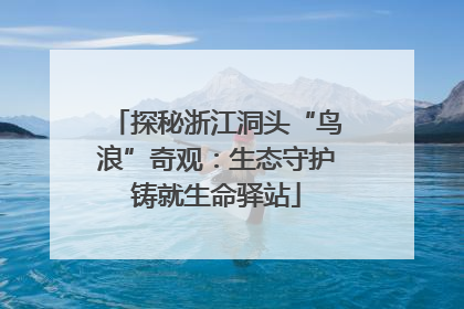 探秘浙江洞头“鸟浪”奇观：生态守护铸就生命驿站