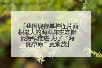 我国现存单种连片面积最大的海草床生态修复持续推进 为了“海底草原”更繁茂