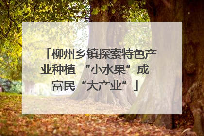 柳州乡镇探索特色产业种植 “小水果”成富民“大产业”
