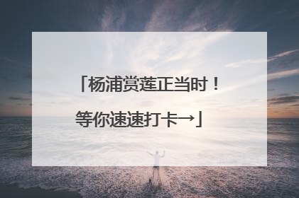 杨浦赏莲正当时！等你速速打卡→