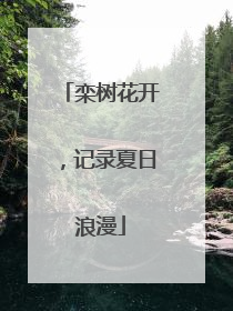 栾树花开，记录夏日浪漫