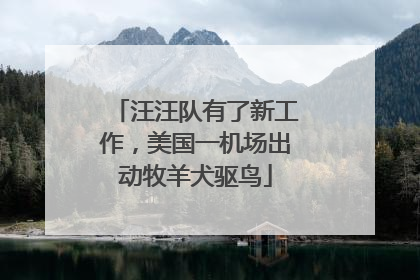 汪汪队有了新工作，美国一机场出动牧羊犬驱鸟