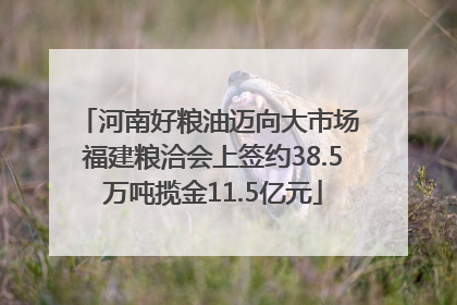 河南好粮油迈向大市场 福建粮洽会上签约38.5万吨揽金11.5亿元