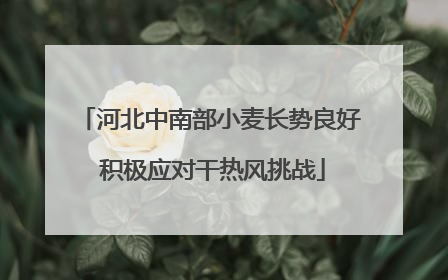 河北中南部小麦长势良好 积极应对干热风挑战