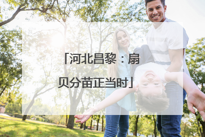 河北昌黎：扇贝分苗正当时