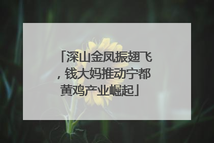 深山金凤振翅飞，钱大妈推动宁都黄鸡产业崛起