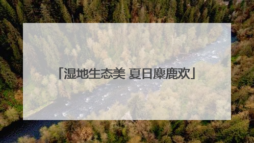 湿地生态美 夏日麋鹿欢