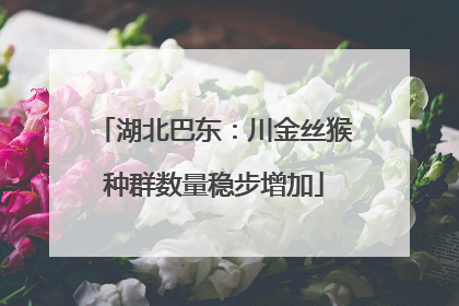 湖北巴东：川金丝猴种群数量稳步增加