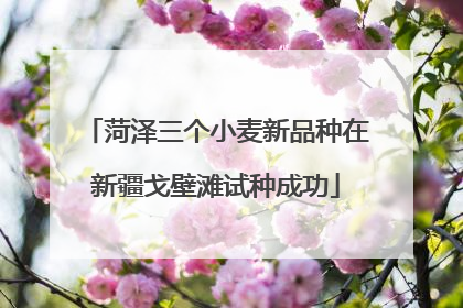 菏泽三个小麦新品种在新疆戈壁滩试种成功