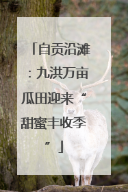 自贡沿滩：九洪万亩瓜田迎来“甜蜜丰收季”