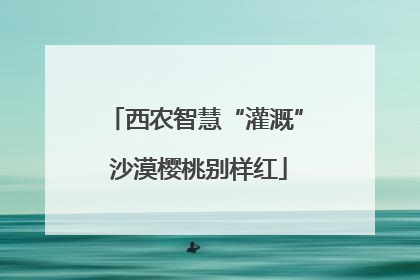 西农智慧“灌溉” 沙漠樱桃别样红