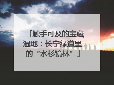 触手可及的宝藏湿地：长宁绿道里的“水杉镜林”
