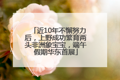 近10年不懈努力后，上野成功繁育两头非洲象宝宝，端午假期华东首展