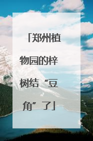 郑州植物园的梓树结“豆角”了