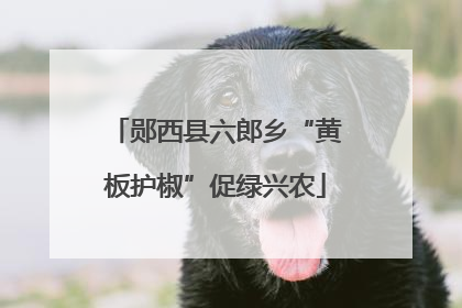 郧西县六郎乡“黄板护椒”促绿兴农