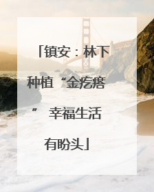 镇安：林下种植“金疙瘩” 幸福生活有盼头