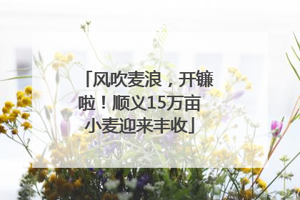 风吹麦浪，开镰啦！顺义15万亩小麦迎来丰收