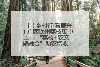 （乡村行·看振兴）广西钦州荔枝集中上市 “荔枝+农文旅融合”助农增收